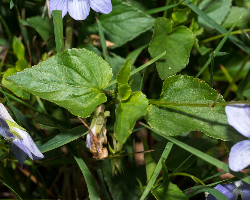 Viola in Appennino - Viola riviniana o V. canina?